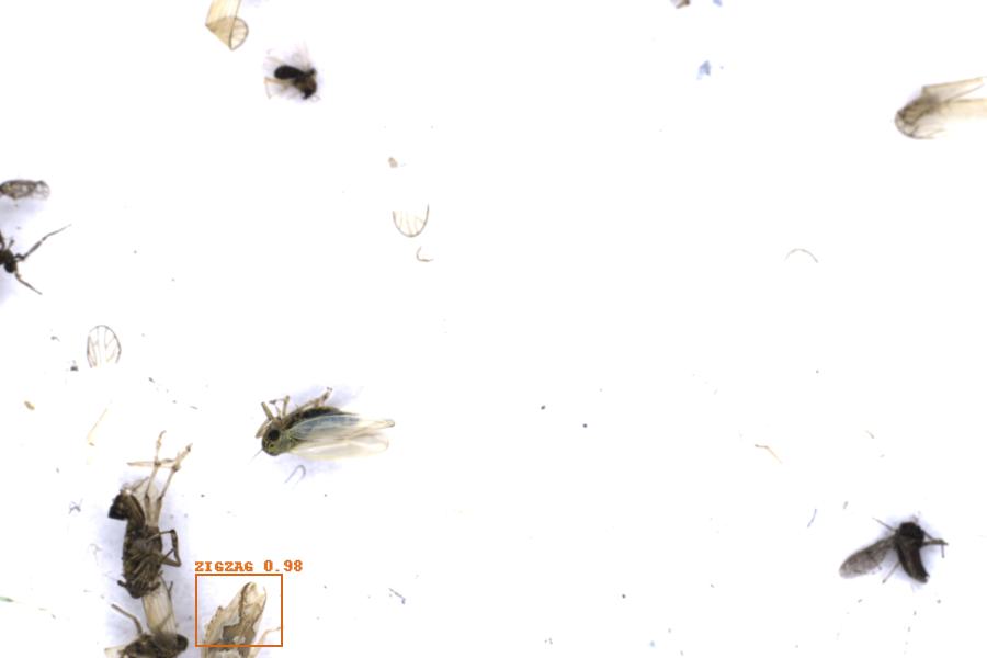 Image 29